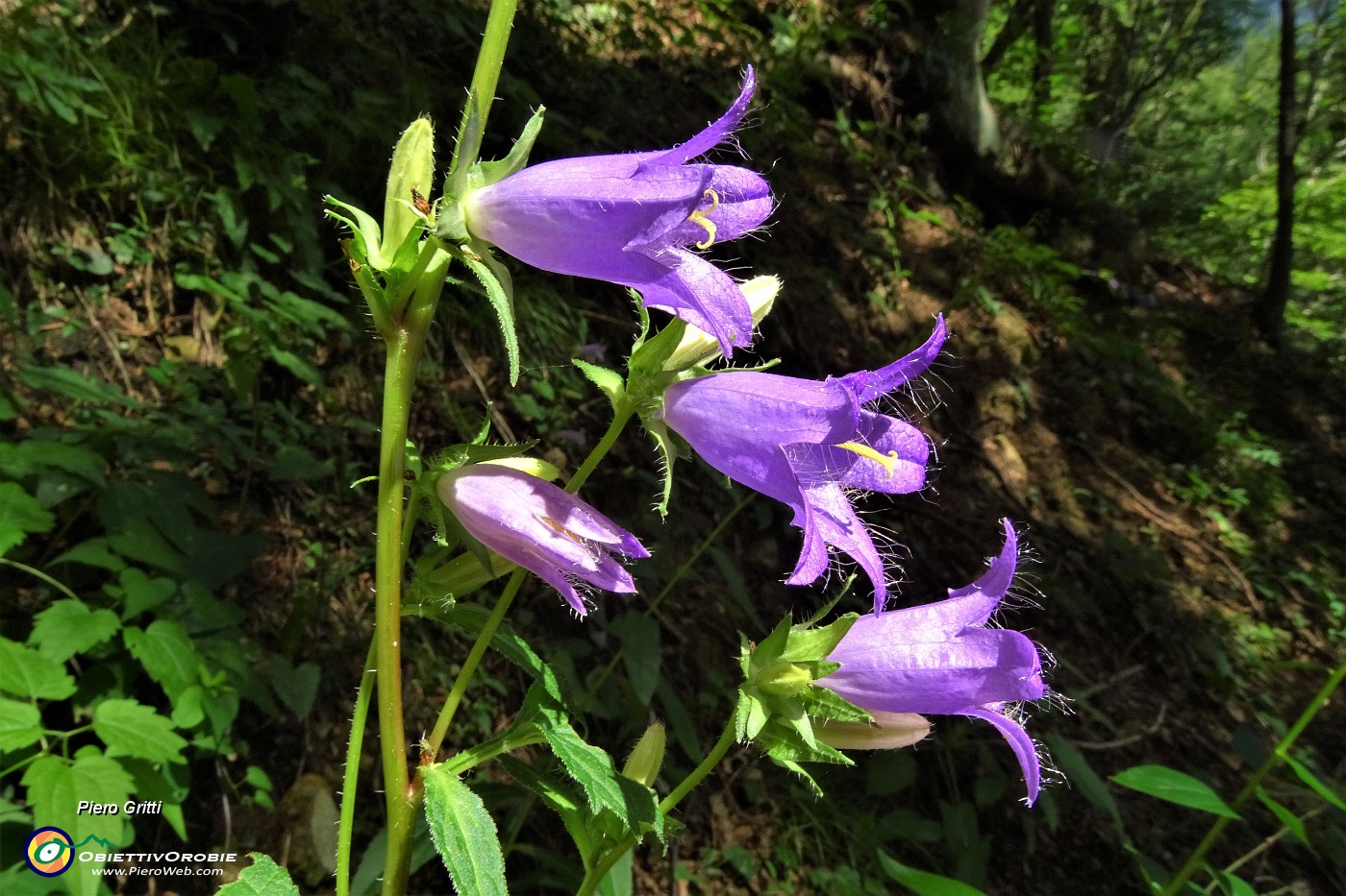 78 Campanula selvatica (Campanula trachelium).JPG